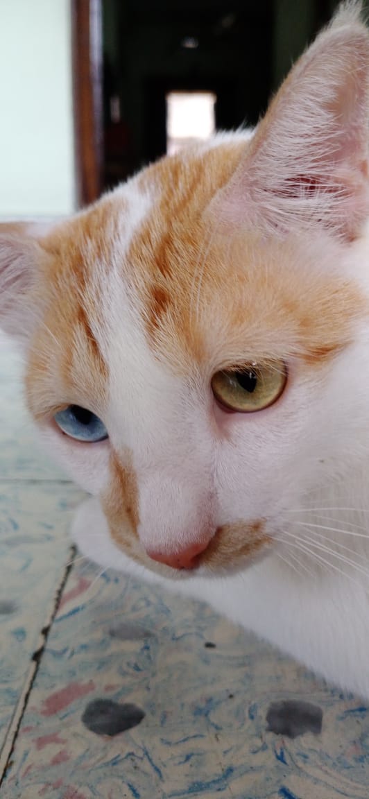 An Asian cat with odd eyes